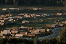 白桦林-布尔津-喜欢猫的虎