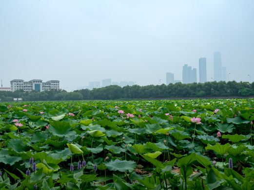 桃子湖