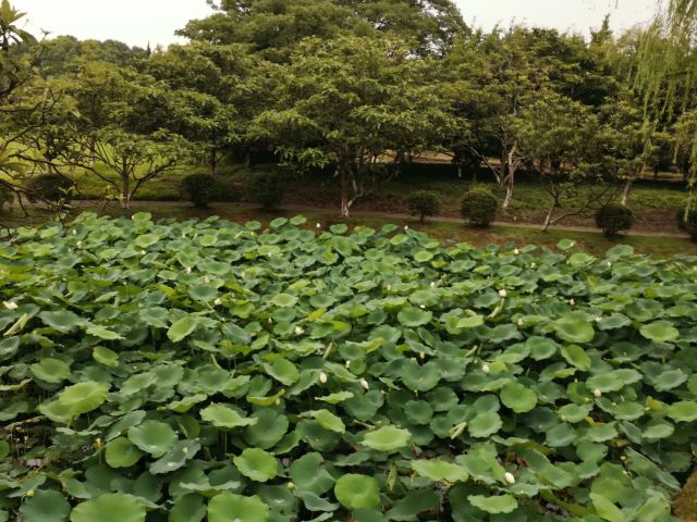 曲阳公园旅行图片 3