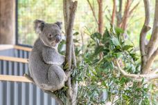 悉尼动物园-Bungarribee