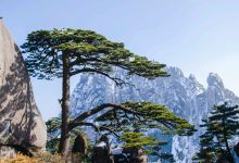 迎客松景点图片