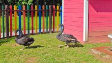 星河欢乐田园-永靖