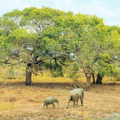 斯里兰卡尼甘布+锡吉里耶+康提+努沃勒埃利耶+蒂瑟默哈拉默+加勒7日6晚拼小团