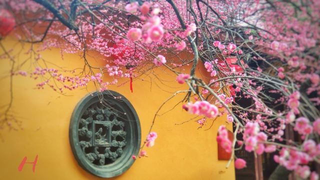 湖州铁佛寺旅行图片 6