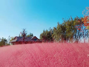 岱庙度假区游记图文-2021年10月最新旅游攻略之打卡最美秋日泰山/周边逛吃必备