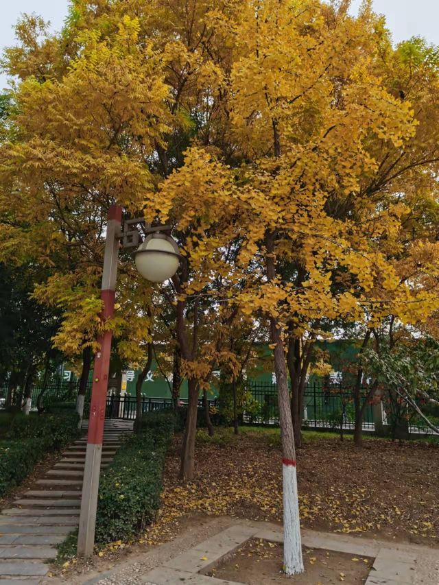 学府公园旅行图片 2