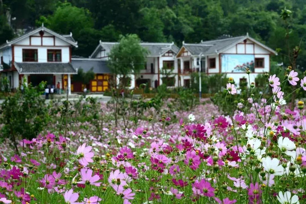 乡游黔中·百里杜鹃 大堰社区 │ 阡陌深处，有花海人家