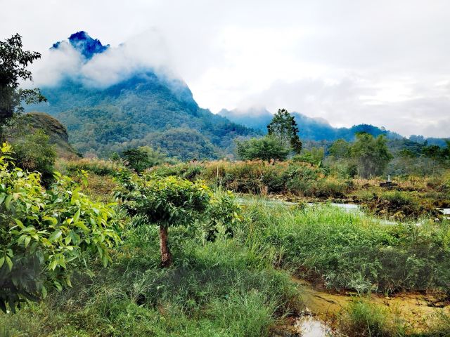 老木棉·紫园景区旅行图片 7
