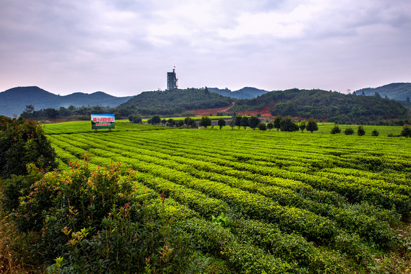 湖南安化云台山风景区,欣赏茶园基地的美景