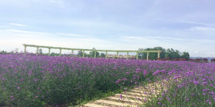 薰衣草莊園