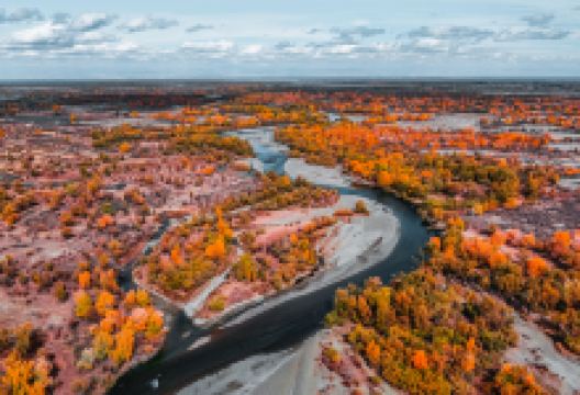 哈巴河白桦林景点图片