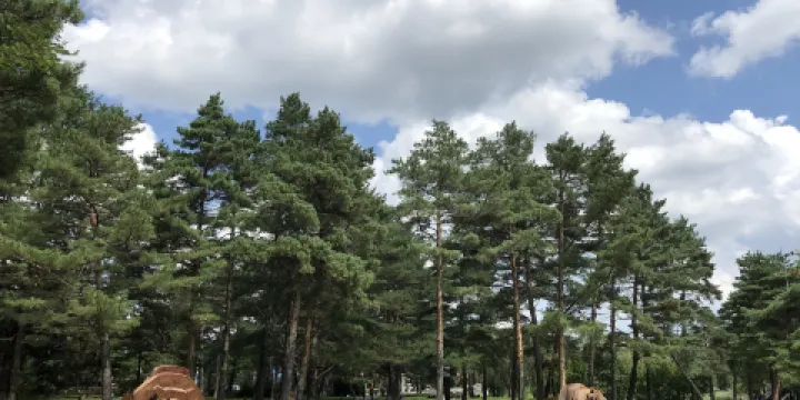 長白山美人松雕塑公園