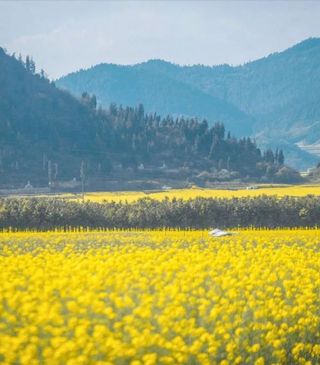 云南八月适合去哪玩,云南旅游情侣必去景点【胖金妹七彩游】