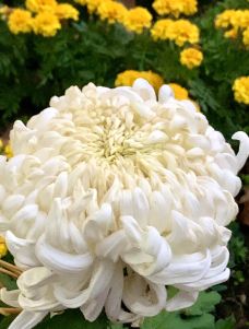 杨浦公园-上海-霞光升起