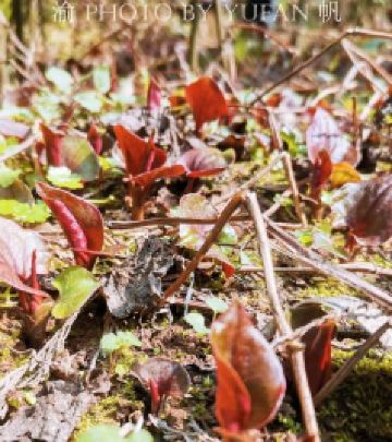 西南地区游记图文-折耳根是云贵川菜系的灵魂，有人却说吃它差点成工伤，你喜欢吗？