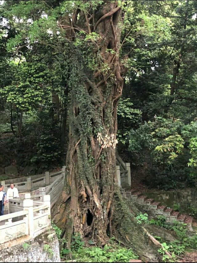 南华禅寺旅行图片 3