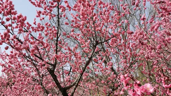 北京鷲峯國家森林公園