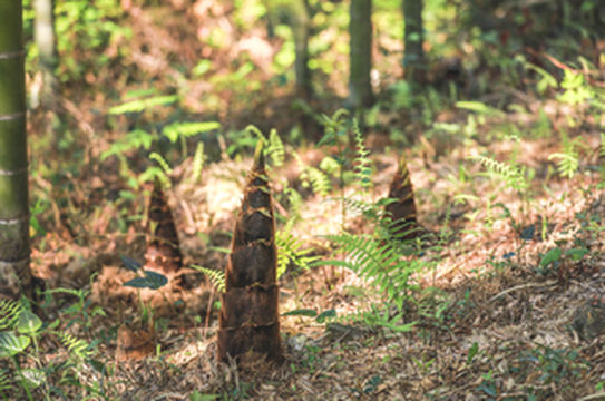 春到中国大竹海！春水春林万物生，漫山遍野逢春笋！