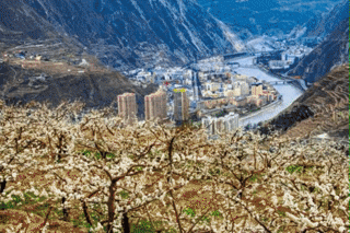 约起！花开十里，汶川最美“樱花季”浪漫来袭！