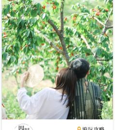 青白江区游记图文-成都自驾1h，超适合亲子一日游！钓龙虾、摘樱桃、台湾长桑葚，藏在花海里的风车咖啡店！