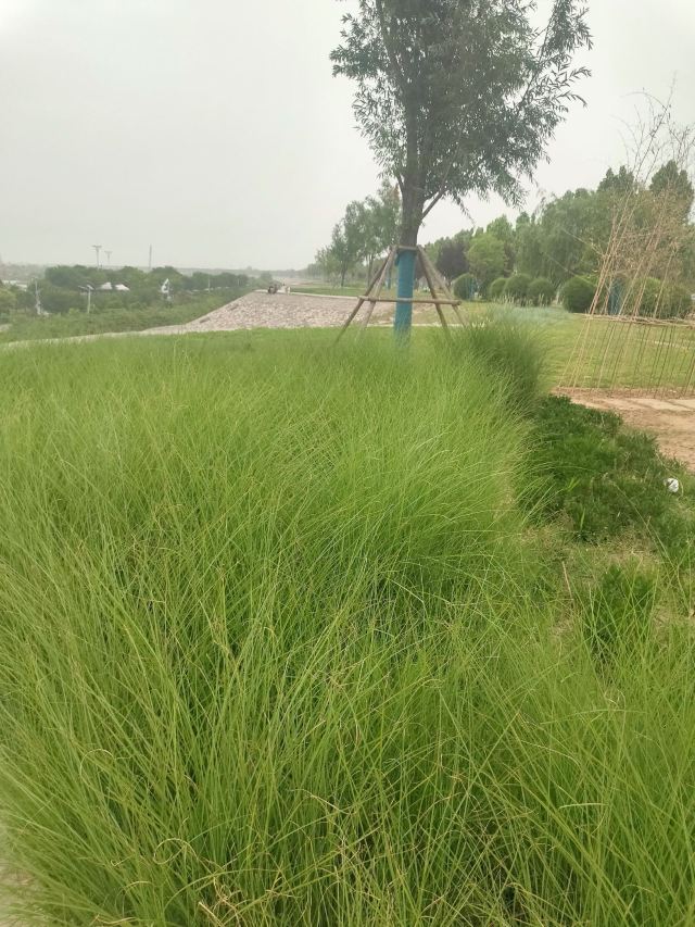 灞渭生态滩区旅行图片 9