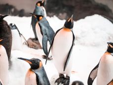 墨尔本水族馆-墨尔本