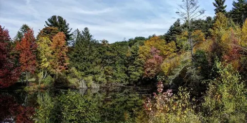 植物園原始森林