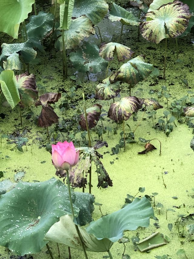 桂东植物园旅行图片 4