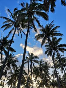 复活节岛-复活节岛-一只胖腊肠