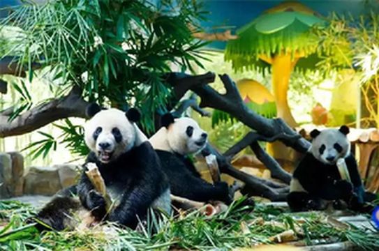 长隆野生动物世界这么大,不如我们玩两天