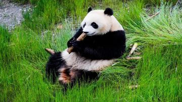Jiawuhai Giant Panda Conservation and Research Park