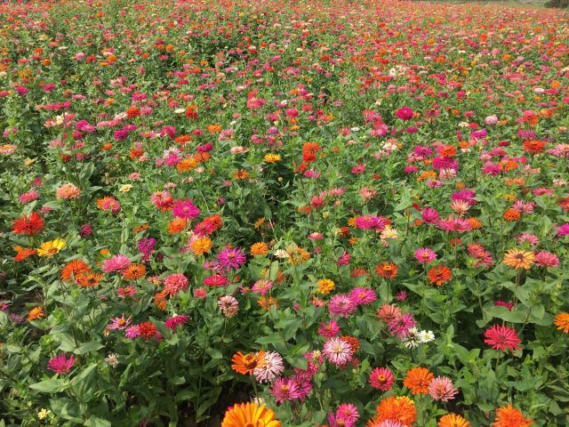 丽江花花色玫瑰庄园旅行图片 2