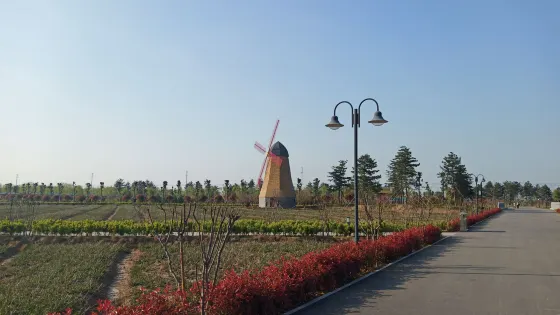 柳孜薰衣草園