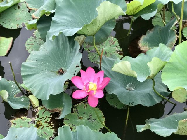 新江湾城公园旅行图片 2