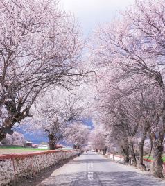 拉萨游记图文-什么是春天，就是那桃花漫山的西藏。【赴一场春天的约会】