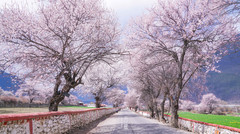 拉萨游记图片] 什么是春天，就是那桃花漫山的西藏。【赴一场春天的约会】
