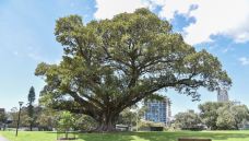 悉尼皇家植物园-悉尼-zhulei831230