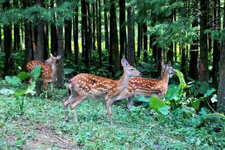 自驾清远佛冈,玩转森波拉度假森林,感受梦幻般的森境光影