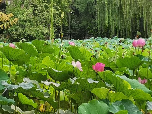 莲湖公园旅行图片 2