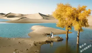 两棵胡杨树，一个凄美的爱情故事！七夕，我带你去漠中胡杨看“情人树”