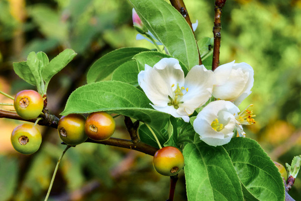 这个季节能看到海棠树上海棠花和海棠果共存，美眼。