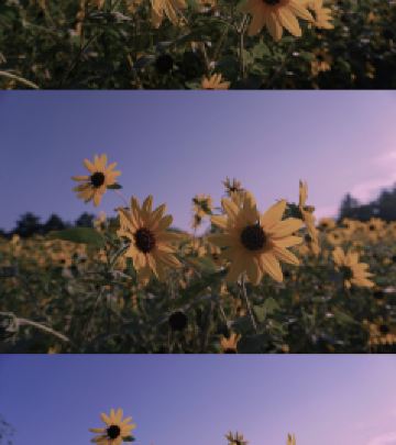 立川市游记图文-可以不喜欢夏天，但绝不能不喜欢夕阳与向日葵！！