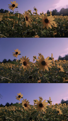 可以不喜欢夏天,但绝不能不喜欢夕阳与向日葵!!