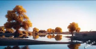 金秋到额济纳，聆听三千年胡杨的声音，与三千年胡杨共同美丽