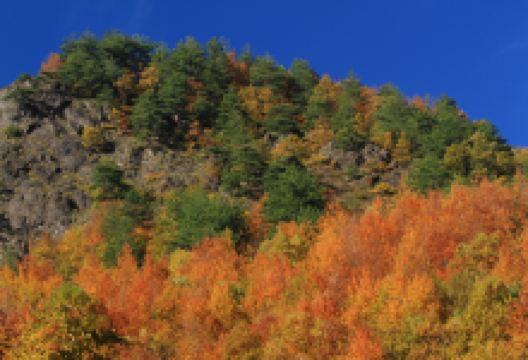 美丽的红桦林购物图片