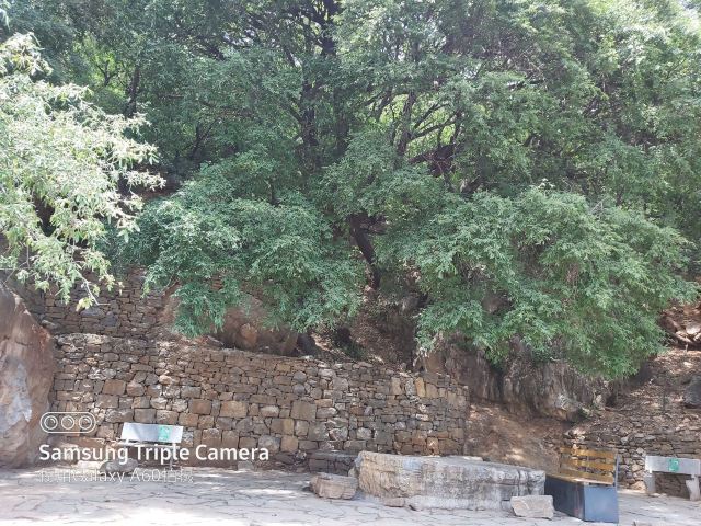 城隍庙·百年白榆树旅行图片 3