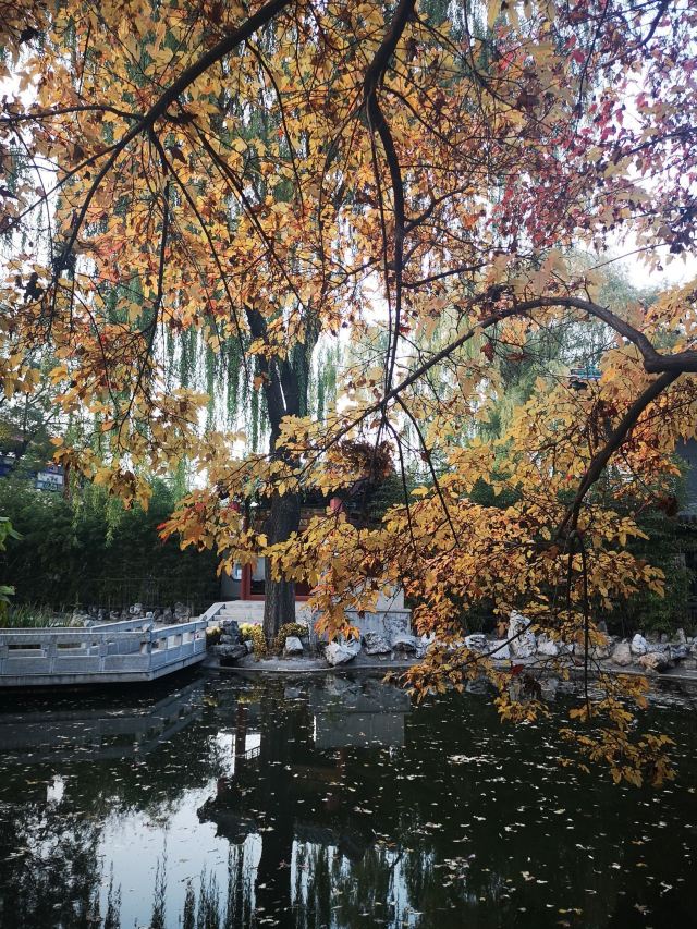 碑林公园旅行图片 6