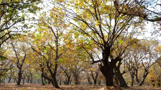 邳州古慄省級森林公園