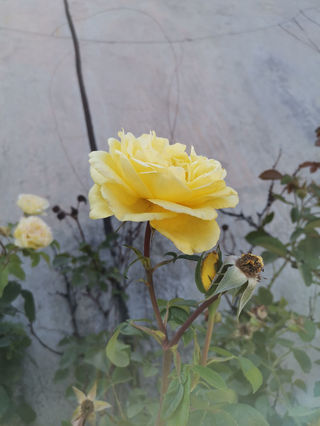 大夏河畔月季艳