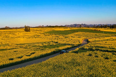 罗平游记图片] 春游记｜彩云之南，醉美金色罗平